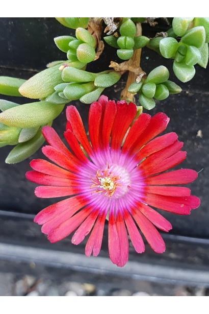 Делосперма Санделла Ред 